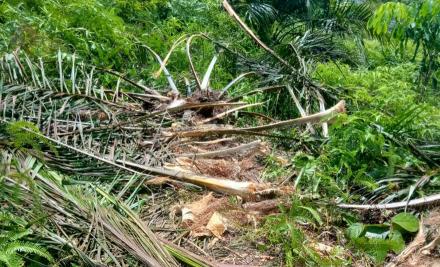 Resah di Damar Hitam: Ketika Gajah Liar Menghantui Malam Petani